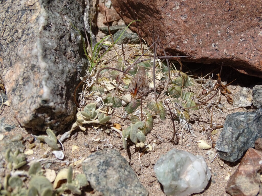 Cactus nero in terracotta invetriata B