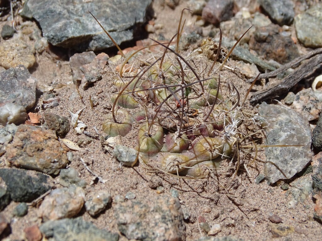 Cactus nero in terracotta invetriata B