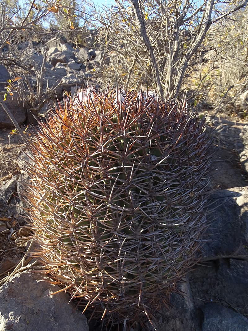CACTUS MORAVIA INTERNATIONAL DECEMBER EDITION 2 2023 - Cactus Moravia